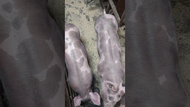 #миллионна свиньях #pig #животные #поросята #ферма #деревня #деревенскаяжизнь