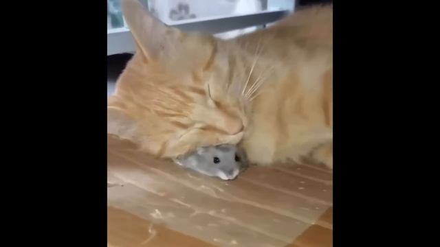 Безумно милые моменты с котами!