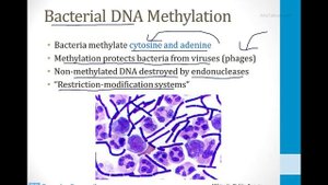 Biochemistry - 1. Molecular Biochemistry - 1. DNA Structure atf