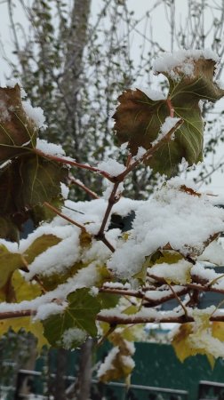 Первый снег на винограднике. 4.11.24