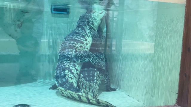 Любовные игры крокодилов. смотреть онлайн