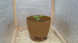 Таймлапс роста Томата