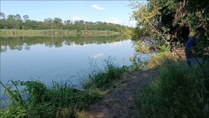 Поклёвка карпа