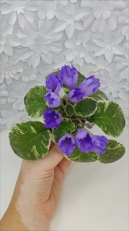 Фиалка КНН-Крокус