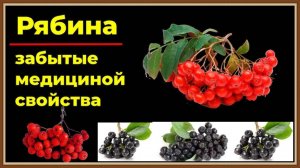 ЛЕЧЕБНЫЕ СВОЙСТВА РЯБИНЫ