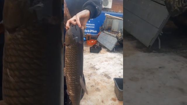 Большой живой белый амур,нравится ли вам эта рыба? #fish #bigfish #живаярыба #рыба #рынок #амур смотреть онлайн
