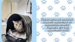Как приучить кошку к переноске заранее?🐈