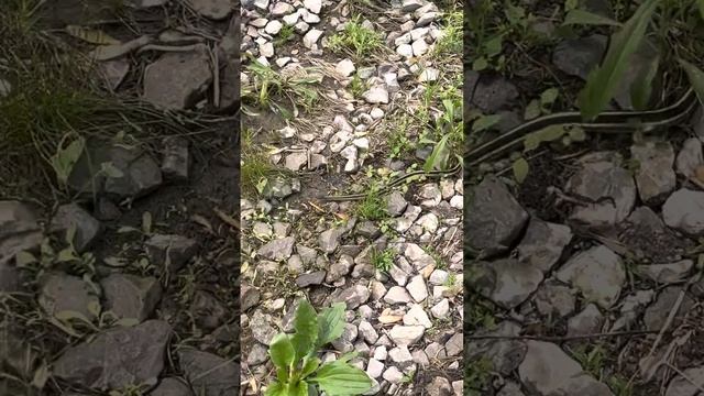 Осторожно !!! Опасные игры с змеёй подколодной 