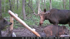 ФОТОЛОВУШКА ЛОСИ КАБАНЫ