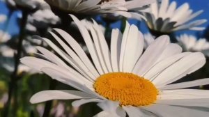 Что такое Родина