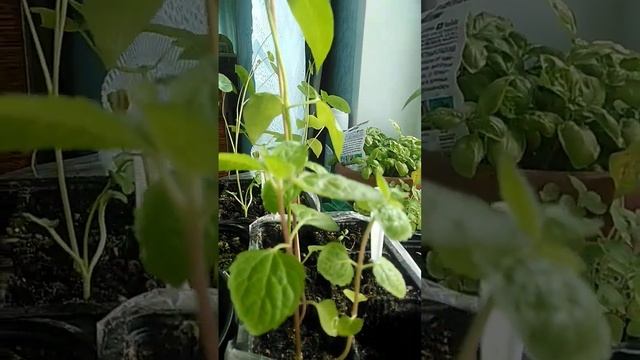 Рассада цветов, томат "Красная жемчужина" пряные травы. 21 мая 2024 года смотреть онлайн