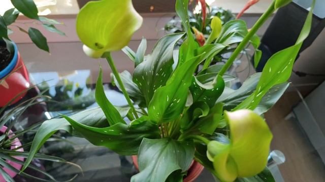 Вырастить КАЛЛУ легко! Секреты ухода за Каллой. #каллыклубневые #калла #каллывгоршке #рекомендации