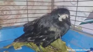 Птица Каркуша