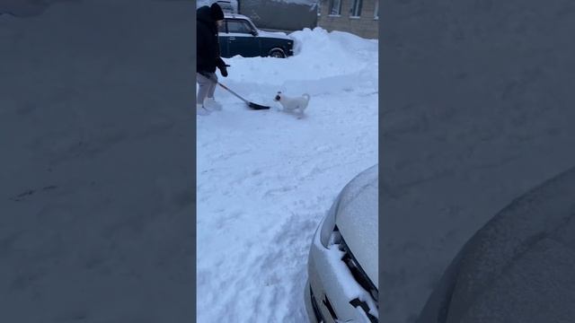 Джек Рассел. Чистим снег. смотреть онлайн