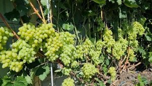 Javelin seedless