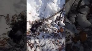 Сбор сера лиственницы