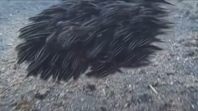 Свежие приколы. Смешные видео. смотреть онлайн