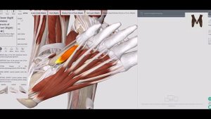 Мышцы стопы (подошвенная поверхность) - детальный обзор 3Д