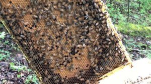 Русский Винни Пух и американские пчелы. Наша мини-пасека в США.