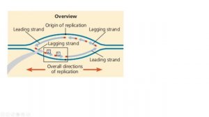 Q3 - Module 2.2 (Part 2) - Overview of the Central Dogma  |  DNA Replication