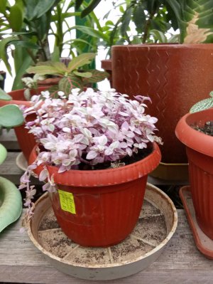 первое видео рюка ❤️❤️