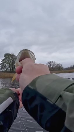 Когда ждешь щуку, а приходят они... #norstream #fishing #рыбалка #спиннинг
