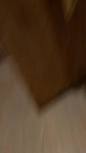 2 часть лапки