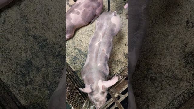 #миллионнасвиньях  вес поросят породы пьетрен в 2,5 месяца #животные #pig