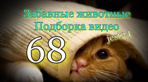 Забавные животные / Подборка видео №68