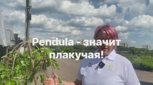 Сладкая Пендула. Шелковица для Севера