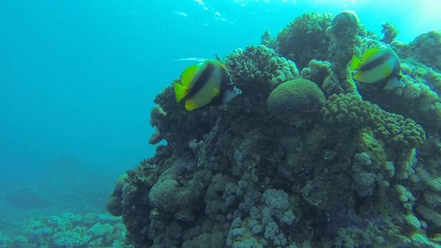 Jeddah Dive Training