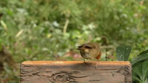 Фильм для котов и кошек. Птички в парке, 1. Длинная версия.