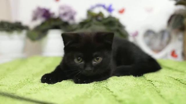 Indigo(Индиго) смотреть онлайн