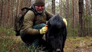 Мужчина встретил в лесу Дикого Кабана, а затем произошло что-то невероятное!