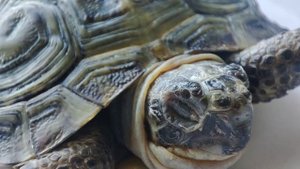 звук черепахи 😱🐢🐢🐢🐢🐢🐢🐢turtle sound 😱🐢🐢🐢🐢🐢🐢🐢🐢🐢🐢🐢