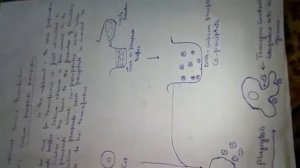 Chemical based transfection...DEAE-dextran mediated transfection...lipofection..1 2th biotechnology