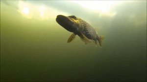 Щука под водой
