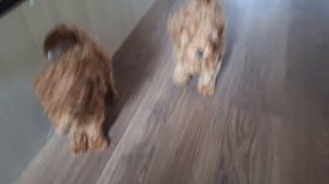 Щенки пуделя. Подарите мне собаку