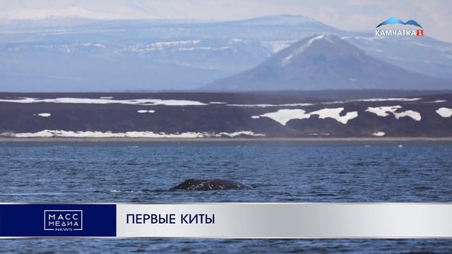 ПЕРВЫЕ КИТЫ | Новости Камчатки | Масс Медиа