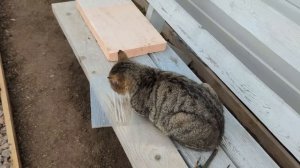 # 423. Зимний уличный дом для бездомных котиков своими руками. Обзор дверцы в дом для кота