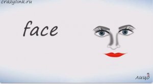 ЧАСТИ ЛИЦА НА АНГЛИЙСКОМ 1. Тренажёр.