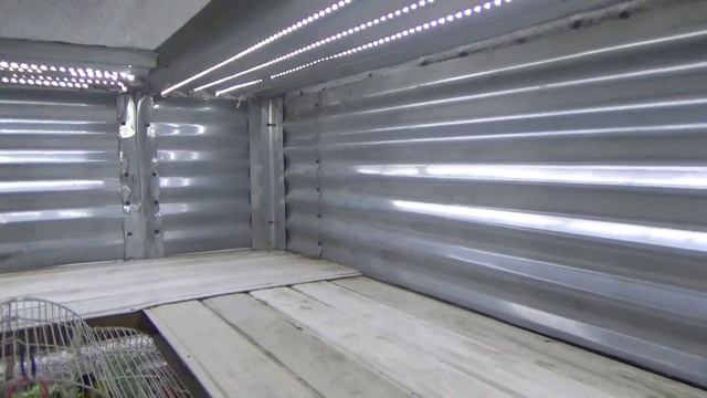 Разведение попугайчиков ПРИВЕЗ МАСКОВЫХ НЕ РАЗЛУЧНИКОВ И ИНКУБАЦИЯ ЯИЦ НЕРАЗЛУЧНИКОВ смотреть онлайн