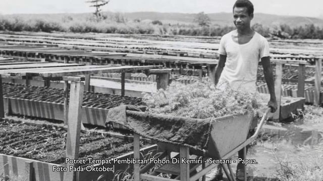 Beberapa Potret Tempat Pembibitan Di Kemiri - Sentani - Papua - Tempo Dulu. смотреть онлайн