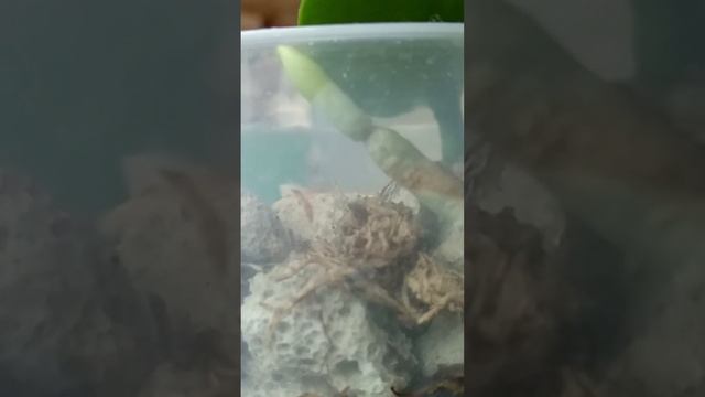 ОКАЗЫВАЕТСЯ орхидеи ЛЮБЯТ ЭТО! корни НЕ ГНИЮТ, поливать ЛЕГКО! орхидеи СРАЗУ дадут корни! смотреть онлайн
