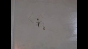 Паук-Сенокосец.          Род. Pholcidae