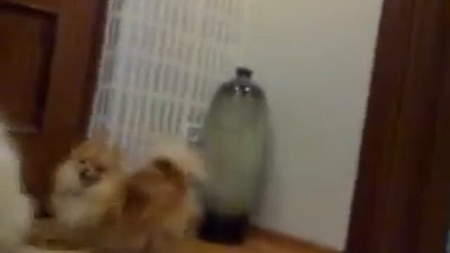 Догонялки1-1.avi смотреть онлайн