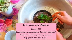 Болталка про Фиалки! Выпуск 17: Высаживаем омоложенную Фиалку с корнями! Спасаем погибающую детку!