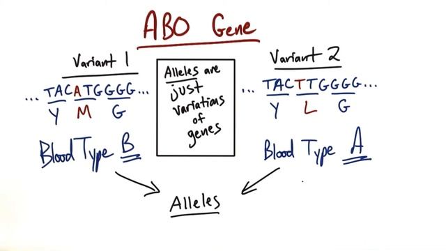 A and B Alleles - Tales from the Genome смотреть онлайн