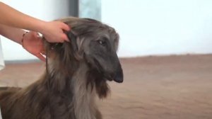 Афганская борзая