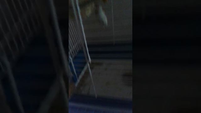 Мои птицы часть 1